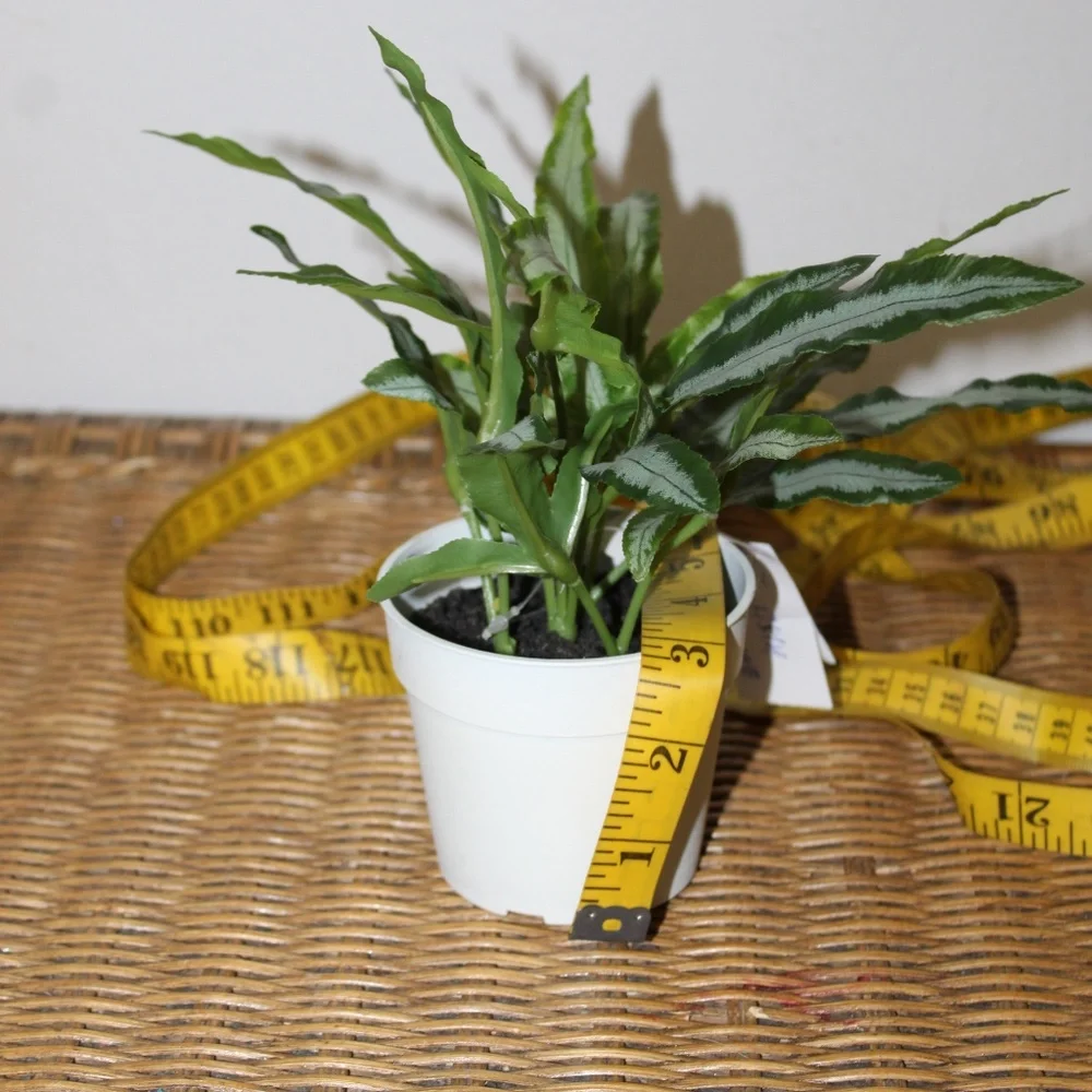 Williams Sonoma Artificial Potted Foliage.